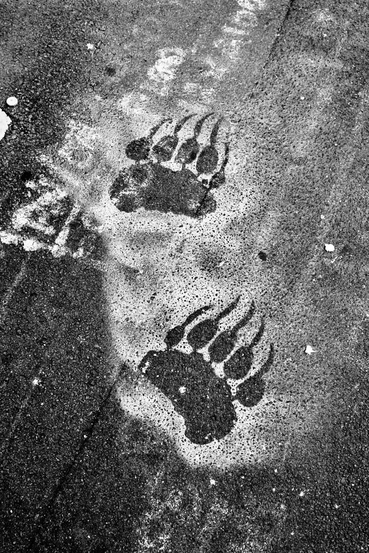 Wondering Why There’s Suss White Bear Paw Marks All Over Kings Cross? The Answer Is: Drugs