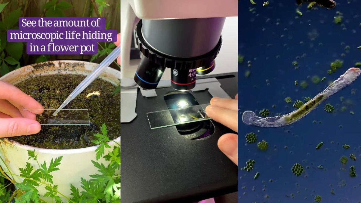 scientist examines random items under a microscope on tiktok