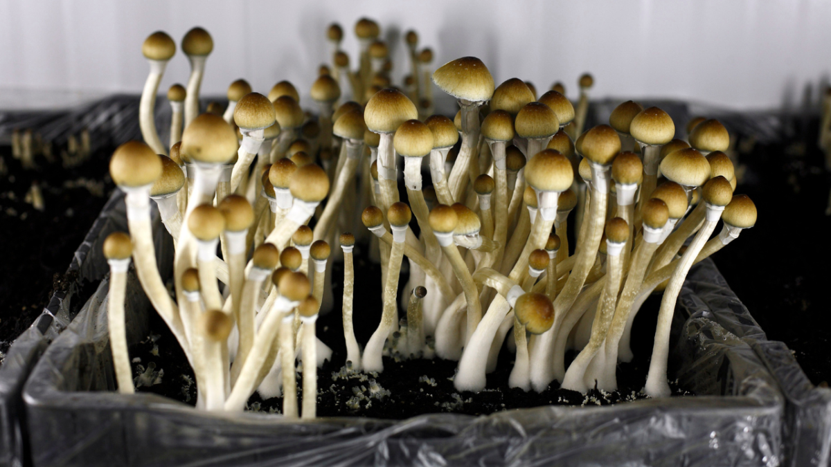 Mushrooms sit ready to be harvested at the Procare mushroom plantation in Hazerwoude-Dorp, The Netherlands