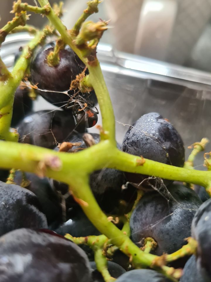 redback spider in grapes Woolworths