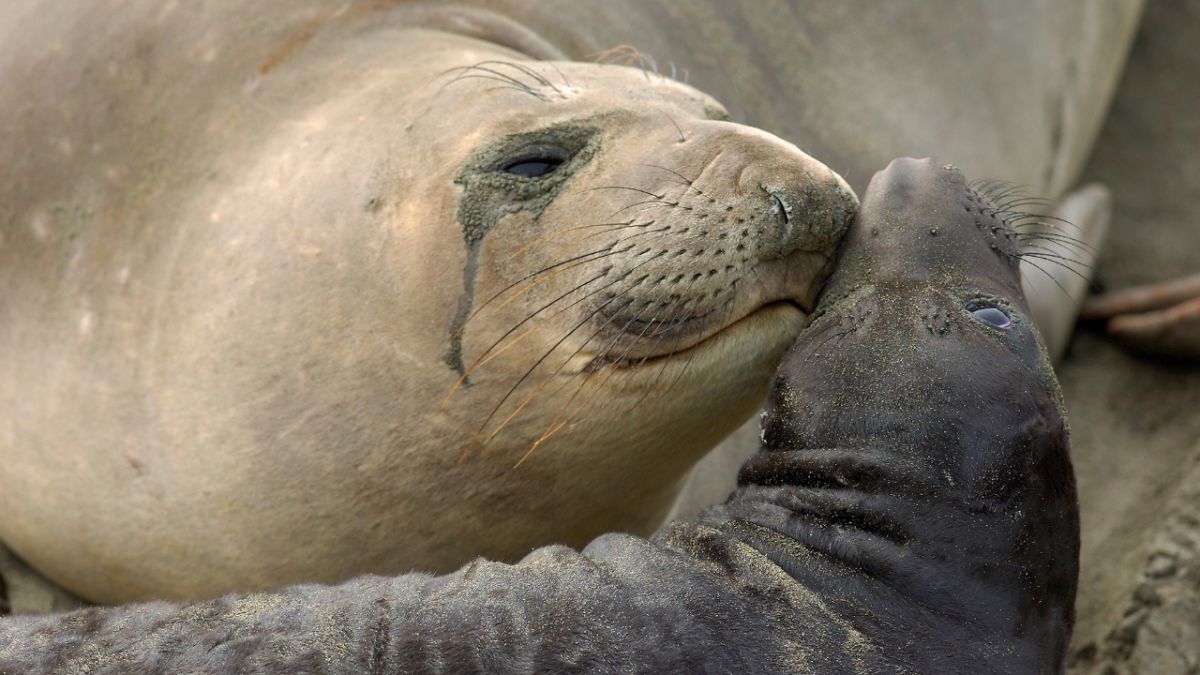 Elephant seal cuddling pup at rookery in California