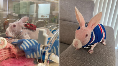 After Days In The Animal Hospital, Insta-Famous Bunny Mr Bigglesworth Has Sadly Passed Away