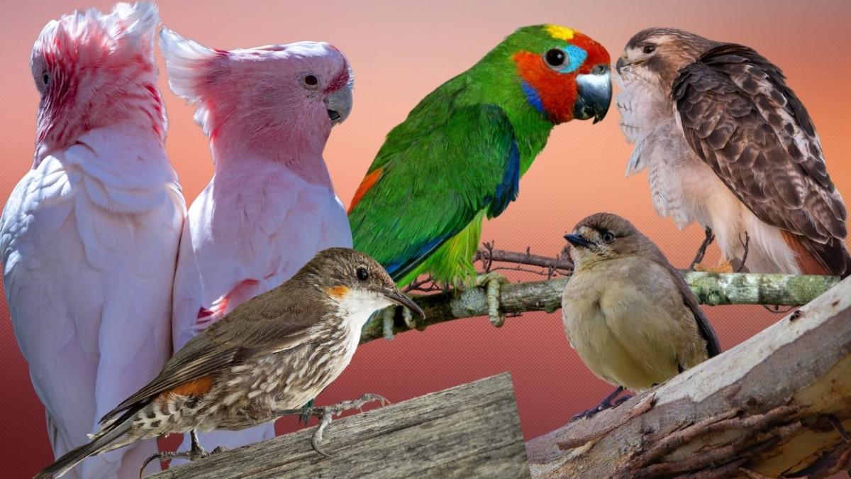 Australian Birds Nine Species Threatened Species List