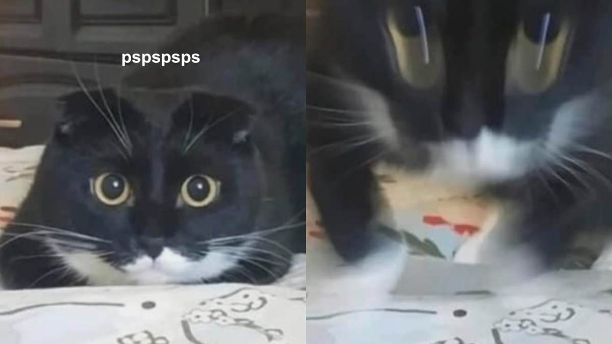 cat jumping at pspspsps