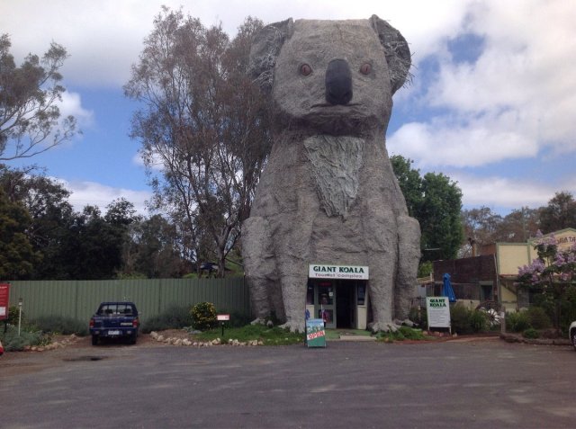 giant koala