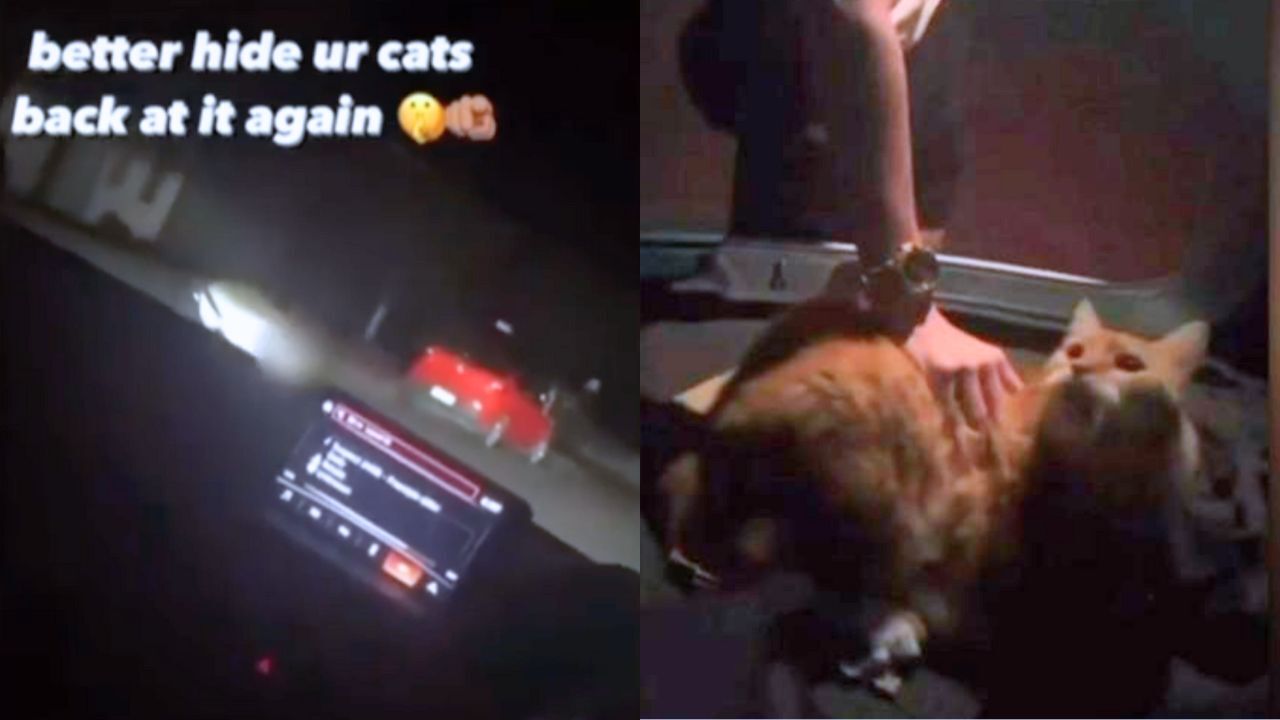 screenshots of a tiktok video which shows teens stealing a ginger cat named garfield in queensland