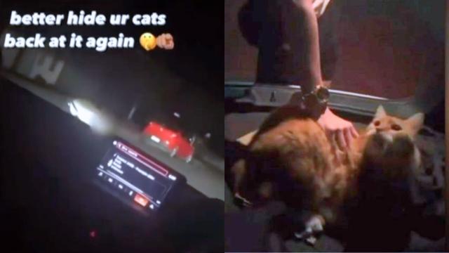 A Qld Family Is In Distress After Kids Kidnapped Their Cat & Posted The Awful Video On TikTok