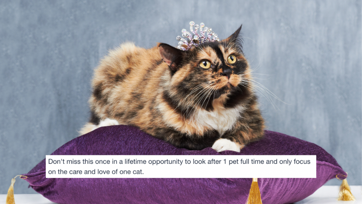 Long-haired tortoiseshell cat wearing a tiara sitting on a purple pillow with text overlaid that reads: Don't miss this once in a lifetime opportunity to look after 1 pet full time and only focus on the care and love of one cat.
