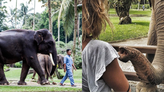A Tourist In Bali Had To Get Emergency Surgery After An Elephant ‘Sucked’ Her Arm