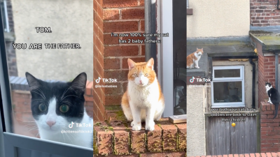 I Am Deeply Invested In This 18-Part TikTok Drama About A Mama Cat And Her Two Baby Daddies