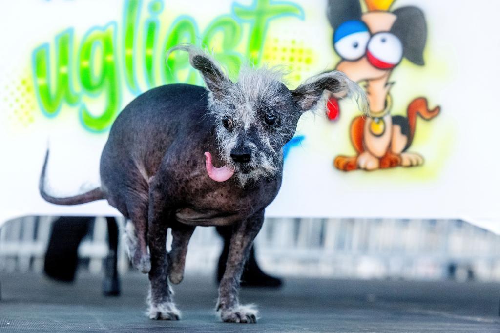 Scooter struts across a stage while competing in the World's Ugliest Dog Contest at the Sonoma-Marin Fair in Petaluma, Calif., Friday, June 23, 2023. The 7-year-old Chinese crested went on to win top honours.