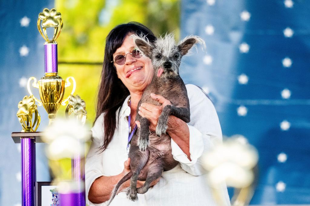 Scooter, a 7-year-old Chinese crested, is held by owner Linda Elmquist after winning top spot in the World's Ugliest Dog Contest at the Sonoma-Marin Fair in Petaluma, Calif., Friday, June 23, 2023.
