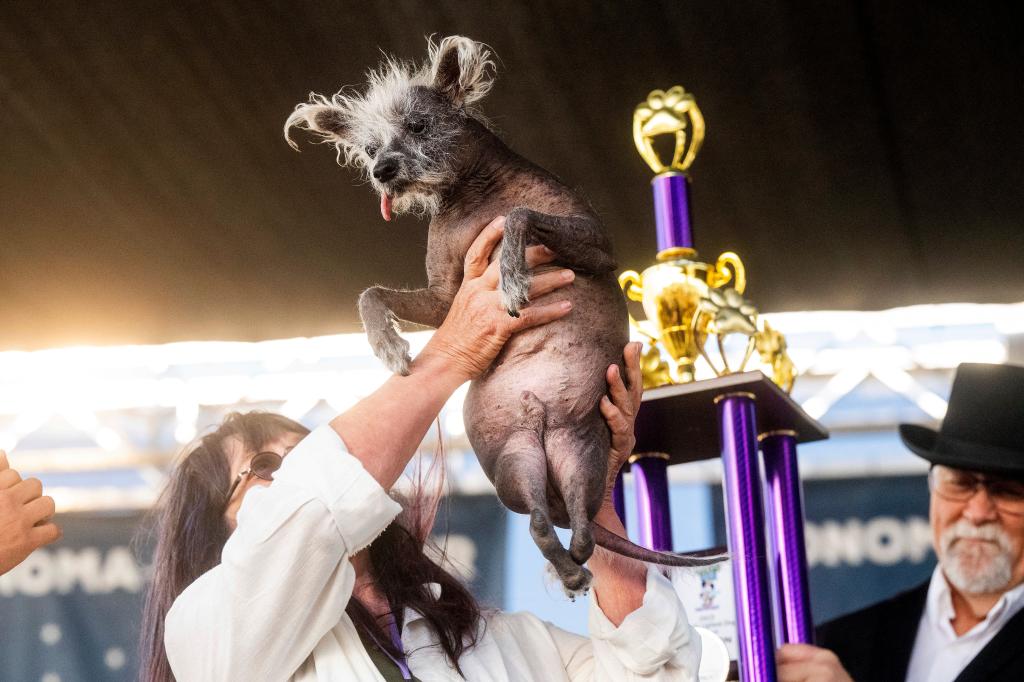 Scooter is held up after winning first place in the World's Ugliest Dog Contest at the Sonoma-Marin Fair in Petaluma, Calif., Friday, June 23, 2023.