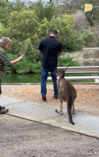Albino kangaroo hugs a laughing American woman at a Perth wildlife park