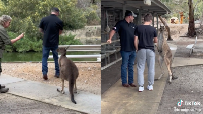 A US Tourist Punched On With A Roo At A Perth Wildlife Park & Maybe You Shouldn’t Do That, Mate