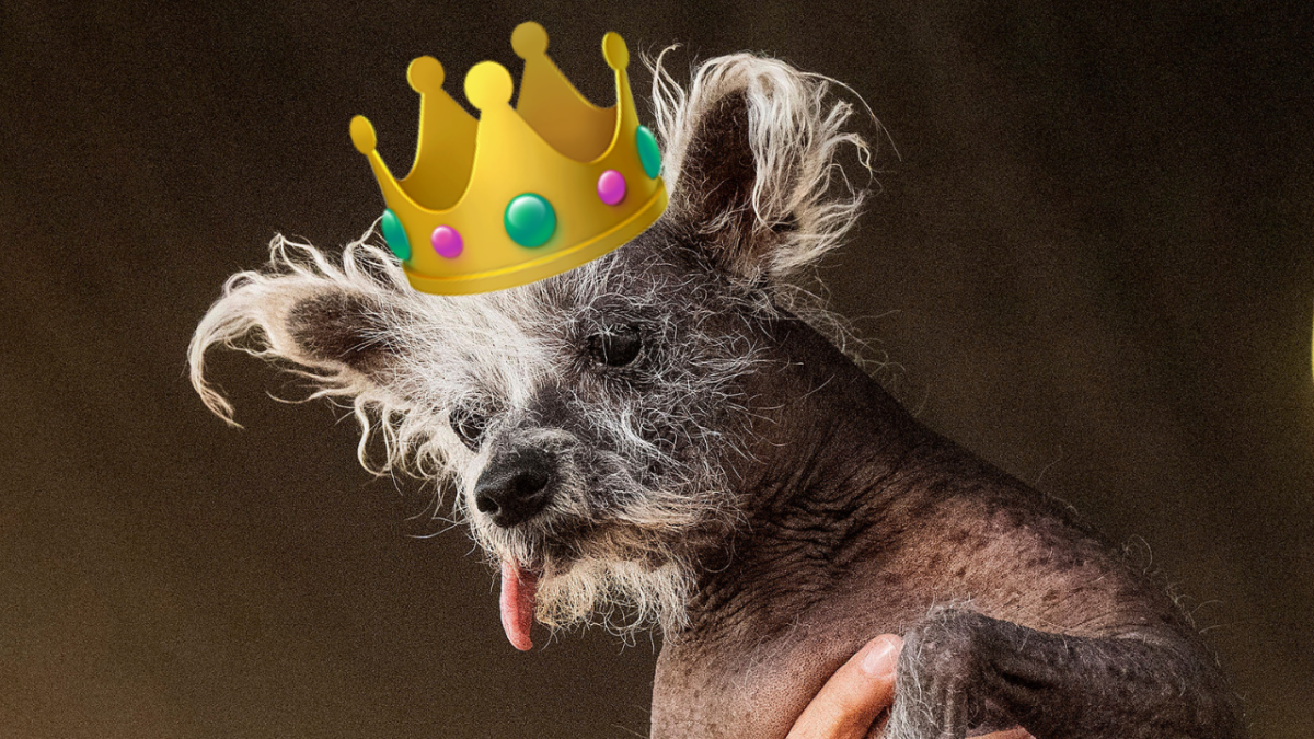 Scooter is held up after winning first place in the World's Ugliest Dog Contest with a crown emoji on his head