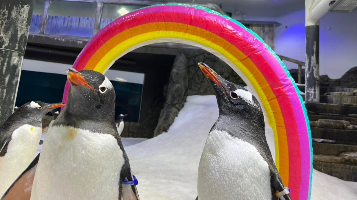 Sea Life Sydney Aquarium gay penguin couple Sphen and Magic in front of a rainbow balloon