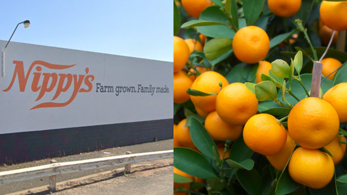 Nippy's factory in Waikerie and oranges on plant stock photo