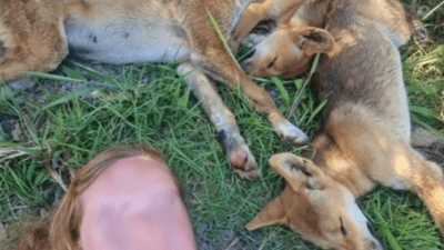 Two Women Have Copped Fines For ‘Extremely Dangerous’ Selfies With Dingoes On QLD’s K’gari