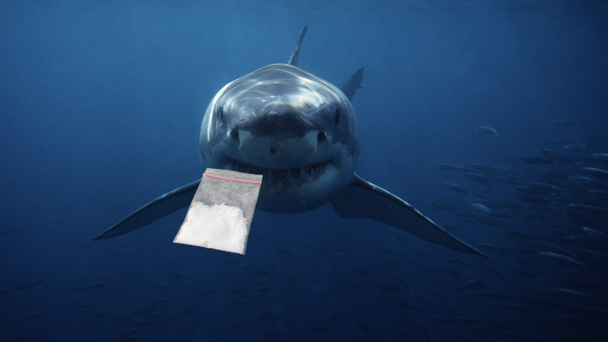 cocaine sharks shark week