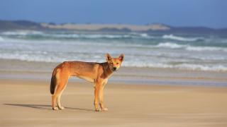 A 23-Year-Old Woman Has Been ‘Mauled’ By Four Dingoes While Jogging On Queensland’s K’gari