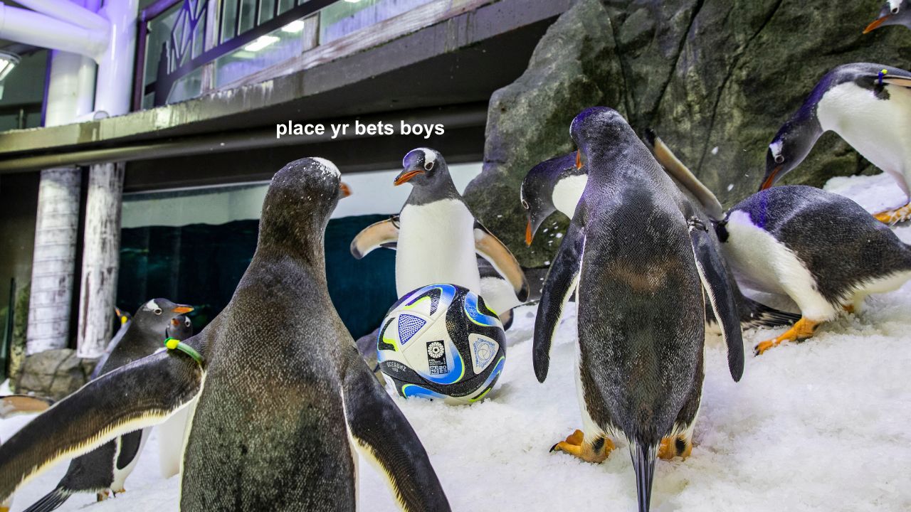 psychic penguins women's world cup results