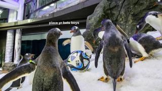 Psychic Penguins Are Accurately Predicting Women’s World Cup Winners & I’m Deeply Invested