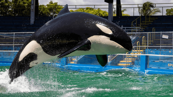 The World’s Loneliest Whale Died In Captivity Before Her Planned Release & We Ride At Dawn