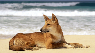 Several Camping Zones On K’gari Have Temporarily Closed Due To ‘Threatening Dingo Activity’