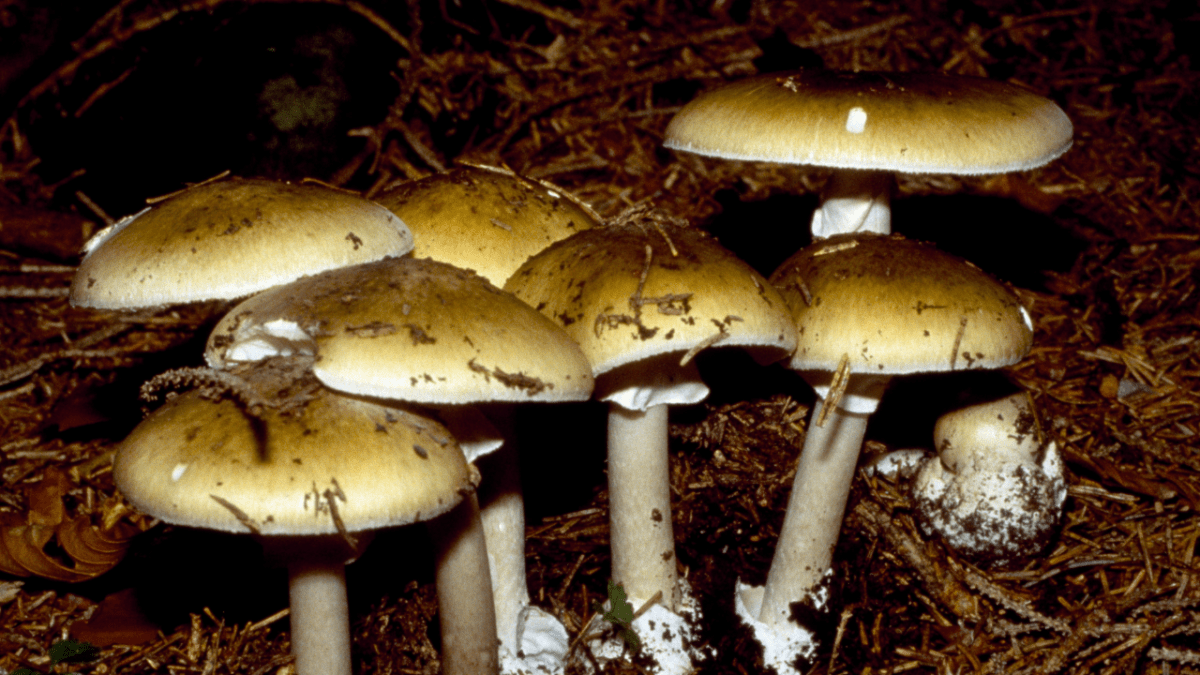 death cap mushrooms are the suspects in this potential mushroom poisoning case in victoria