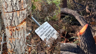 Willoughby Council Offer $10K Reward For Vandals Who Poisoned And Chainsawed 265 Trees