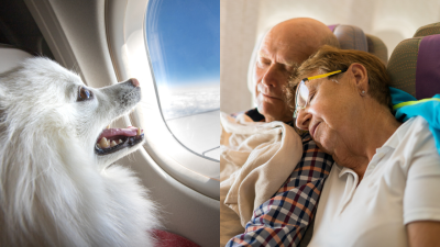 A Couple Got Paid $1410 By An Airline After A Dog Kept Farting On Them During A 13-Hour Flight