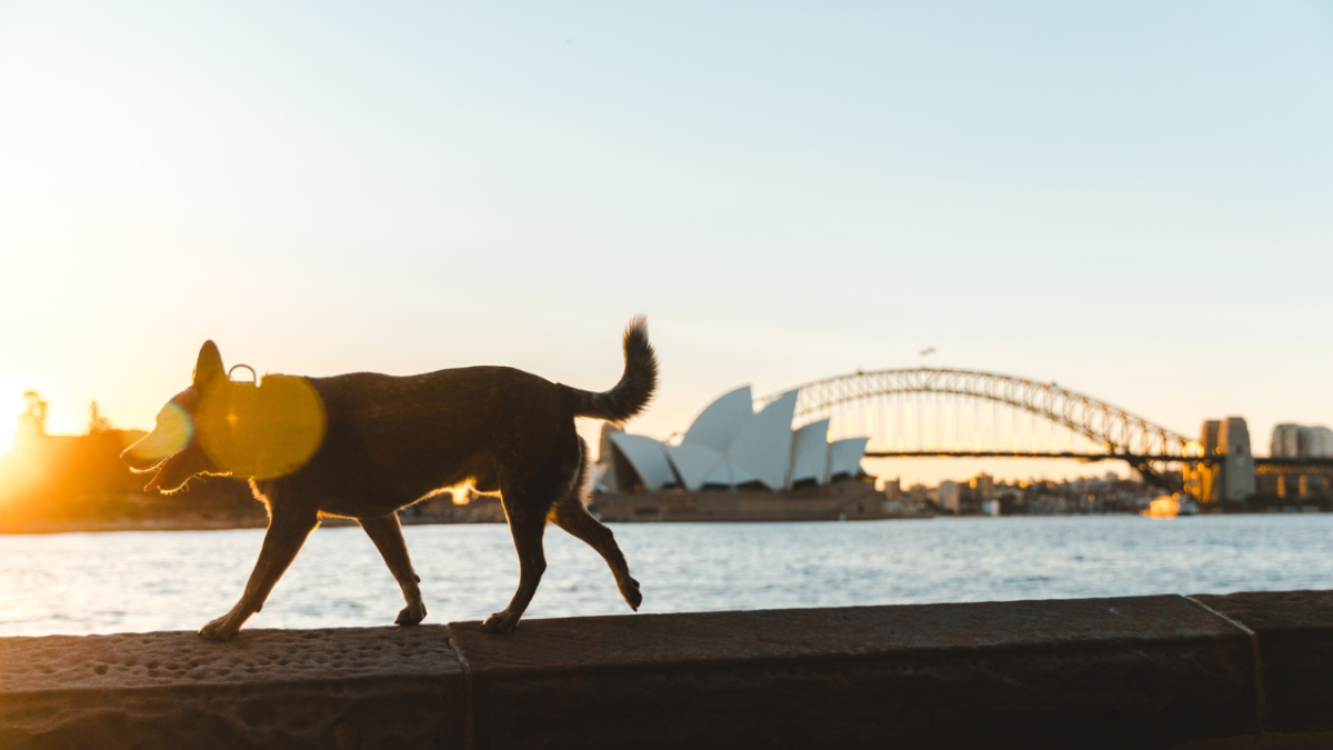 one city council in sydney is set to enforce permits for pro dog walkers
