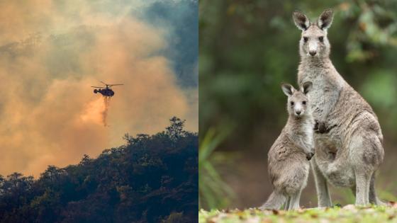 Australia Zoo Is On Alert As Firefighters Tackle Bushfires Less Than 1km Away From Gates