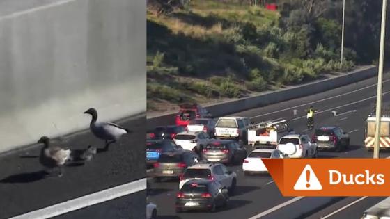 A Family Of Ducks Shut Down A Melbourne Motorway Last Night And Caused Adorable Mayhem