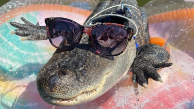 An Emotional Support Alligator Named Wally Has Been Denied Entry To A US Baseball Stadium