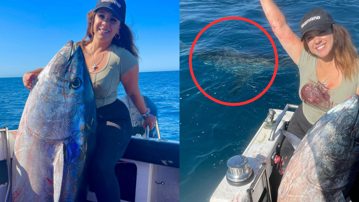 Great White Shark Encounter Goes Viral