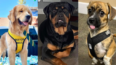 If Ya Need A Pick-Me-Up, Check Out This TikTok Account That Rates The Goodest Of Good Boys