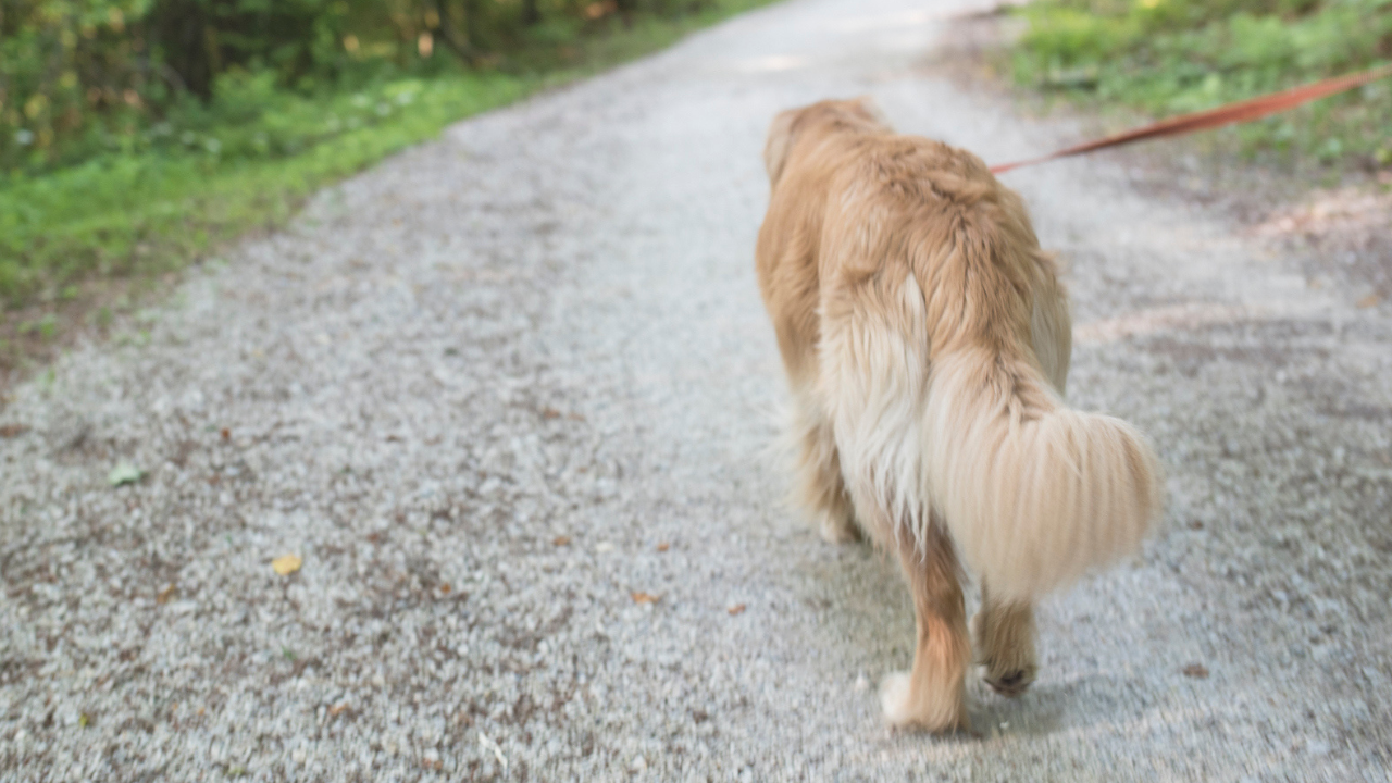 4 Pet Dogs Die In Same Area of WA, Same Month, W/ Similar Symptoms Of Suspected Poisoning. Image is a golden retriever walking on a lead.