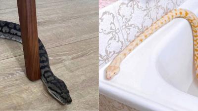 A Sydney Woman Is Looking For Her Pet Snakes After Her Ex Dumped Them In The Street Over A Fight