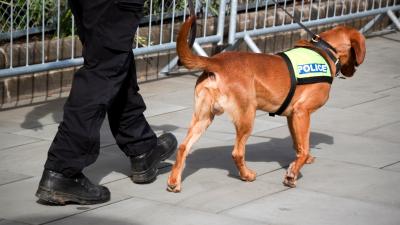 Sniffer Dogs Get It Wrong Almost All The Time & They’ve Cost Taxpayers $46M Over The Last Decade