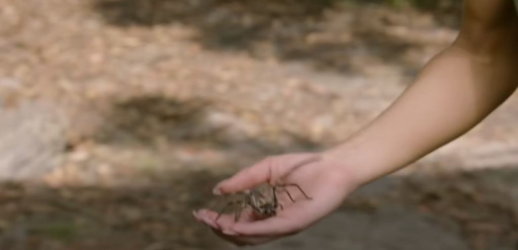 sydney-sweeney-holding-spider