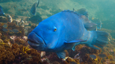 Man Fined $500 For Spearfishing A Beloved Blue Groper Called Gus In Sydney’s Sutherland Shire