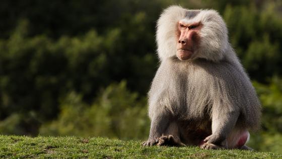 Melbourne Zoo Went Into Lockdown After A False Alarm Told Visitors A Baboon Was On The Loose