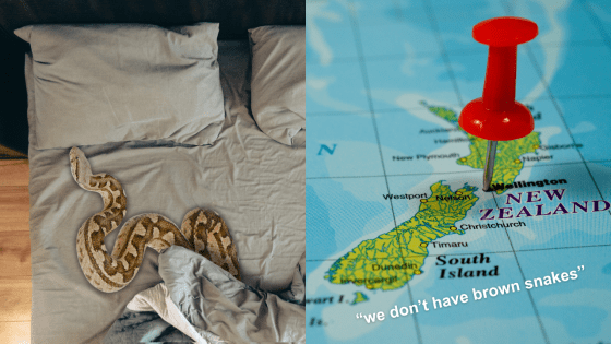 A Qld Woman Was Bitten By A Brown Snake While Snoozing In Bed & Put That In A Tourism Ad (For NZ)