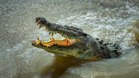 A ‘Large’ Crocodile Leapt Into A Boat In Queensland And I’ll Be Staying On Dry Land Thanks