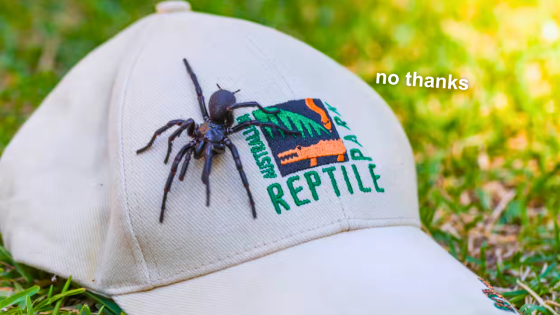 Funnel-Web Spider Donated To Australian Reptile Park Breaks Size Record & Time To Move To Fiji