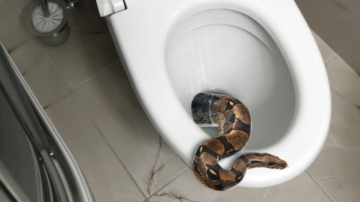 Wet Weather Has Led To A Rise In Toilet Snakes Across Australia And Honestly I'll Just Hold It