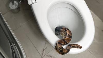 Wet Weather Has Led To A Rise In Toilet Snakes Across Australia And Honestly I’ll Just Hold It