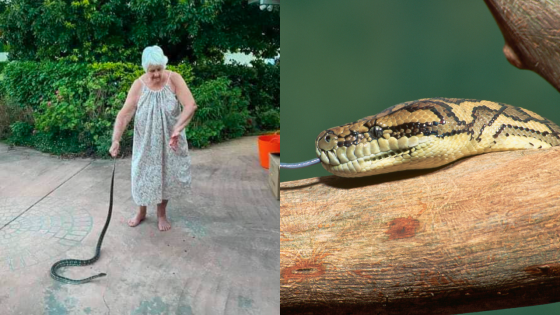 80 Y.O Woman A ‘Legend’ For Saving Her Puppy From A Snake Attack Without Harming The Snake
